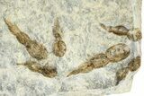 Plate of Dinosaur (Grallator) Tracks - Positive Impressions #366861-1
